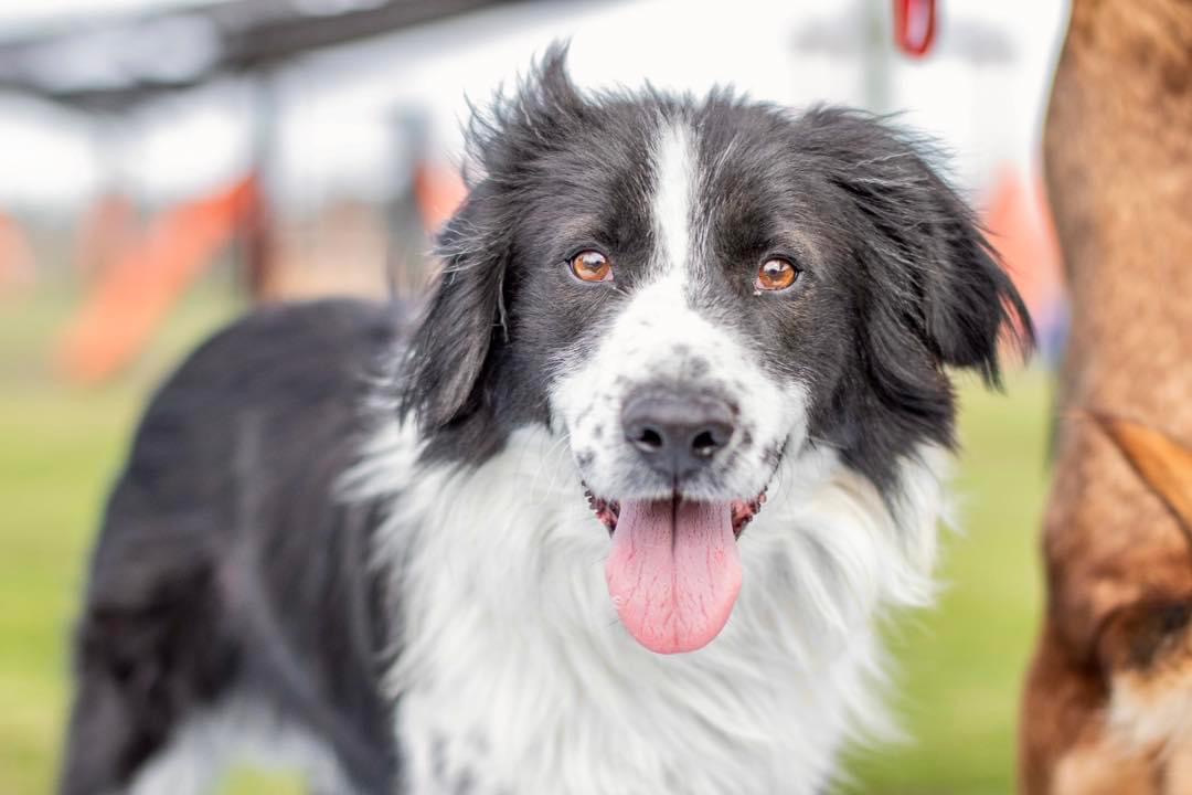 Adopción responsable