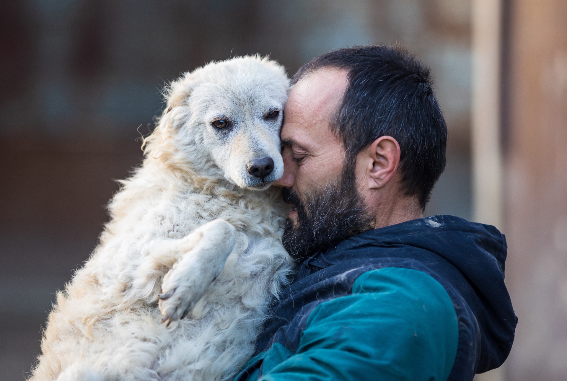 Día Internacional del Perro Callejero